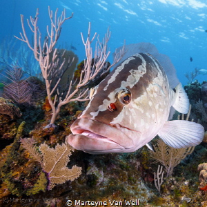 A friendly grouper taking a peak at the dome port by Marteyne Van Well 